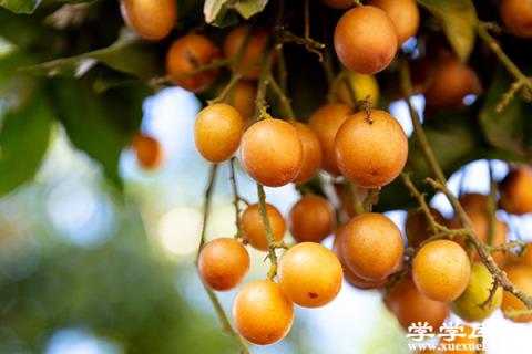广东有什么特产水果 广东特产有哪些水果